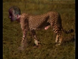 gepard cheetah pornhub wild cat kitty wilde Katze Wildkatze ...